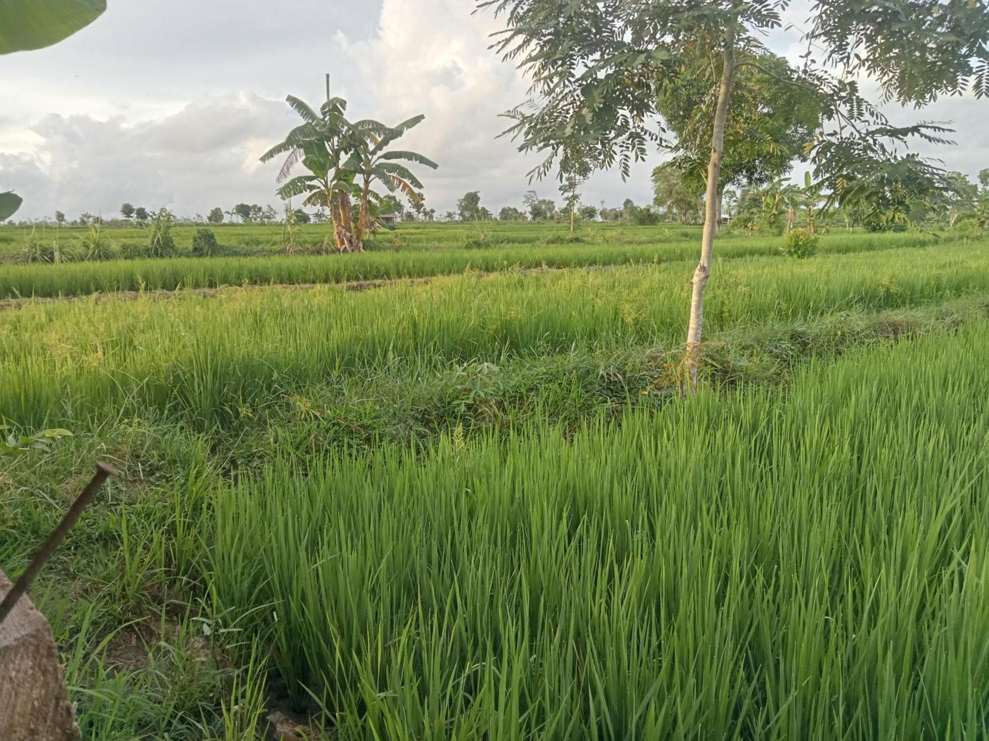 Bulan Homestay Plambi ภายนอก รูปภาพ